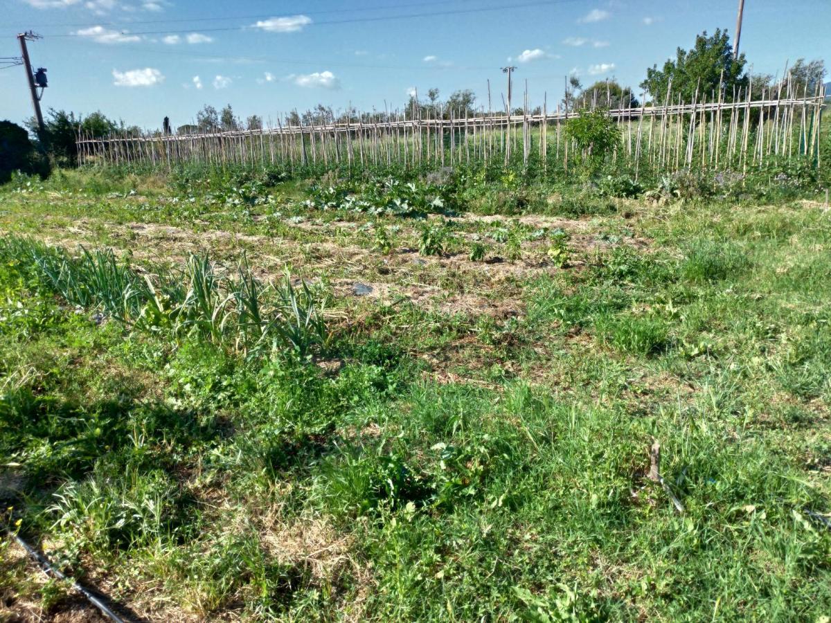 Casa Daria, Armonia Del Passato Nel Rispetto Della Natura Donoratico Eksteriør billede